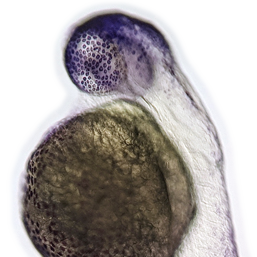 (zebrafish embryo)